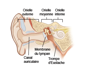 Image montrant une vue de coupe de l'oreille externe, moyenne et interne, y compris le conduit auditif, la membrane du tympan et la trompe d’Eustache.